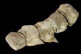 Five Articulated Mosasaur (Platecarpus) Caudal Vertebrae - Kansas #136435-3